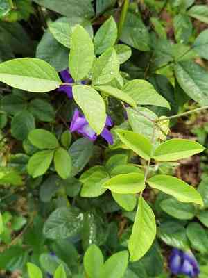 Butterfly pea(Clitoria ternatea)