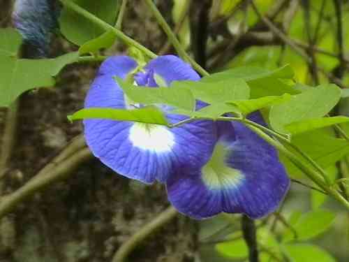 Butterfly pea(Clitoria ternatea)