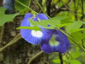 Butterfly pea(Clitoria ternatea)
