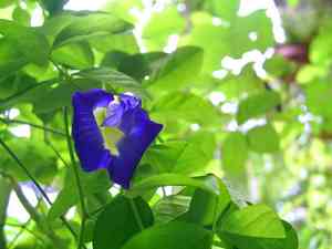 Pigeonwings (Clitoria)(Clitoria)