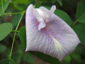 Pigeonwings (Clitoria)(Clitoria)