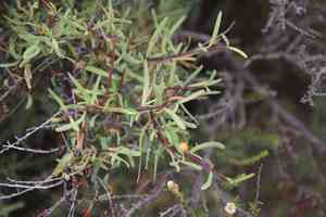 Bush rue(Cneoridium dumosum)