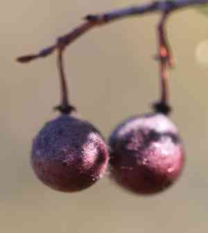 Bush rue(Cneoridium dumosum)