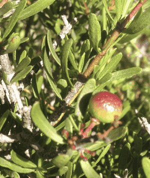Bush rue(Cneoridium dumosum)