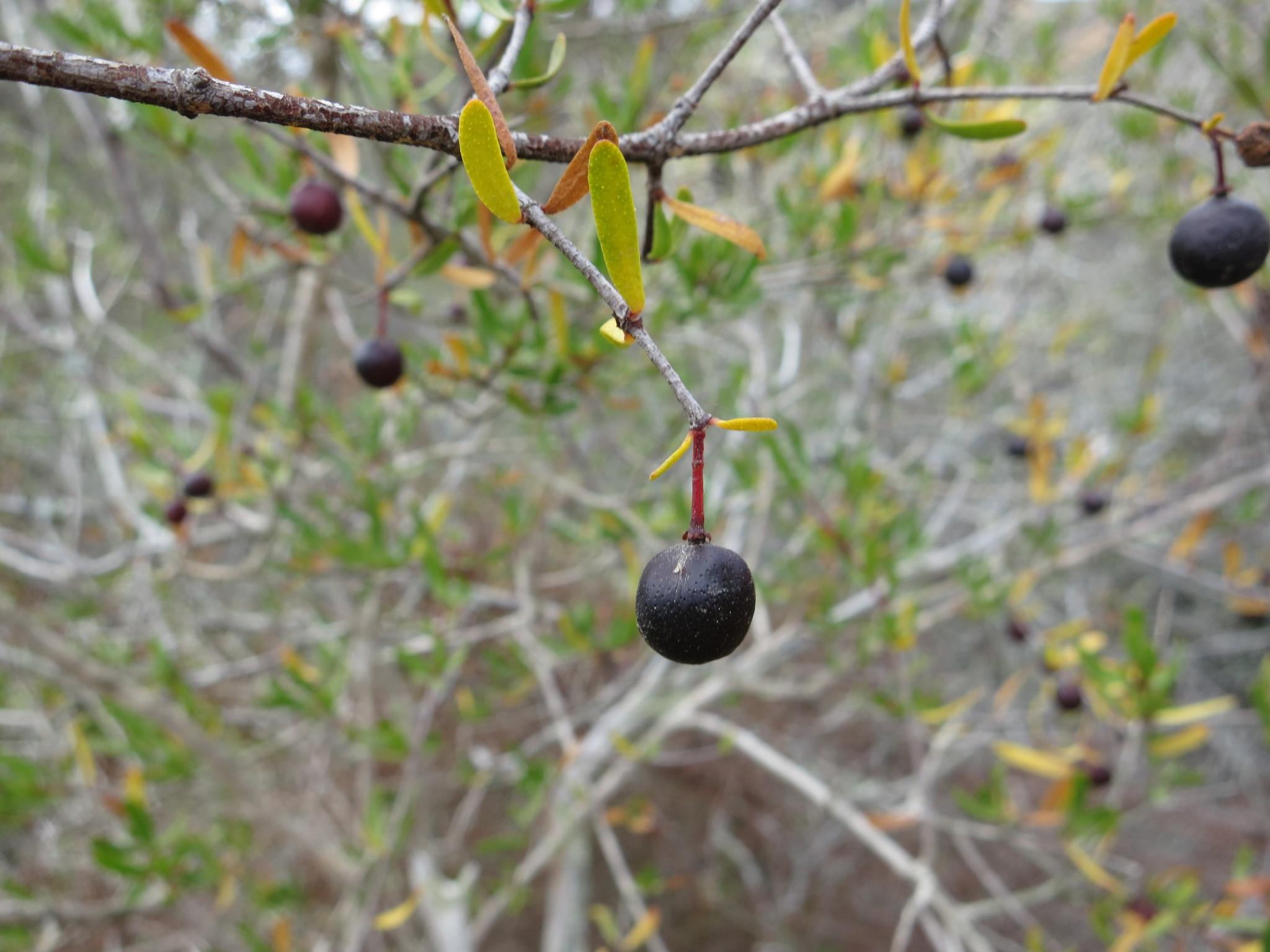 Bush rue (Cneoridium dumosum) Care Guide: Pests, Diseases, Watering ...