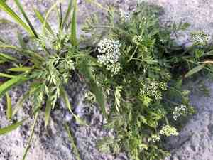 Monnier's snowparsley(Cnidium monnieri)