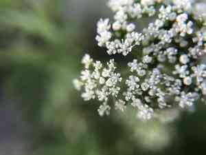 Monnier's snowparsley(Cnidium monnieri)