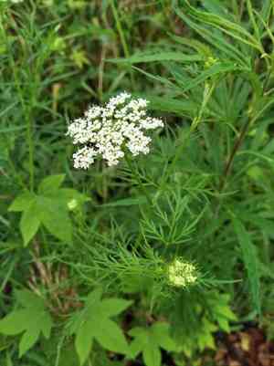 Monnier's snowparsley(Cnidium monnieri)