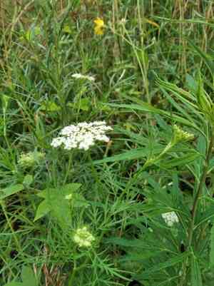 Monnier's snowparsley(Cnidium monnieri)