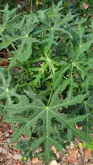 Treadsoftly(Cnidoscolus aconitifolius)