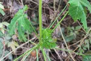 Treadsoftly(Cnidoscolus aconitifolius)