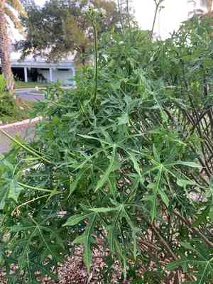 Treadsoftly(Cnidoscolus aconitifolius)