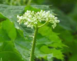 Treadsoftly(Cnidoscolus aconitifolius)