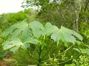 Cnidoscolus elasticus(Cnidoscolus elasticus)