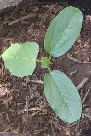 Cnidoscolus elasticus(Cnidoscolus elasticus)