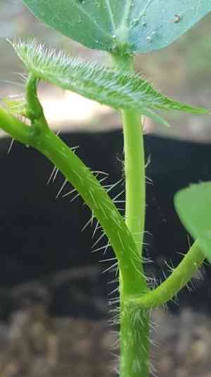 Cnidoscolus elasticus(Cnidoscolus elasticus)