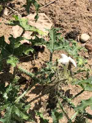 Texas bullnettle(Cnidoscolus texanus)