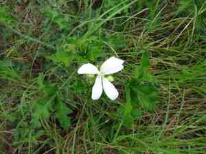 Texas bullnettle(Cnidoscolus texanus)