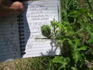 Texas bullnettle(Cnidoscolus texanus)