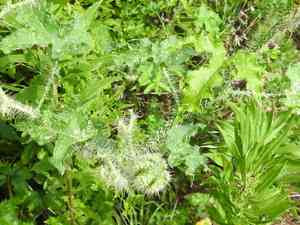 Texas bullnettle(Cnidoscolus texanus)