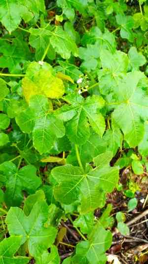 Tropical bull nettle(Cnidoscolus urens)