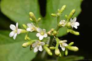 Tropical bull nettle(Cnidoscolus urens)