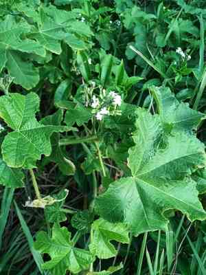 Tropical bull nettle(Cnidoscolus urens)