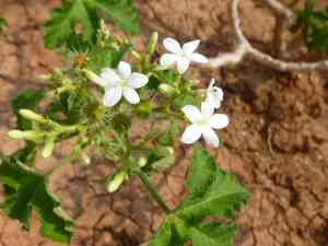 Tropical bull nettle(Cnidoscolus urens)