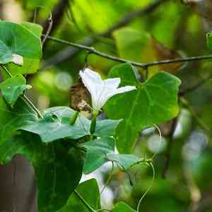 Ivy gourd(Coccinia grandis)