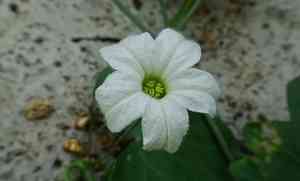 Ivy gourd(Coccinia grandis)
