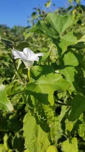 Ivy gourd(Coccinia grandis)