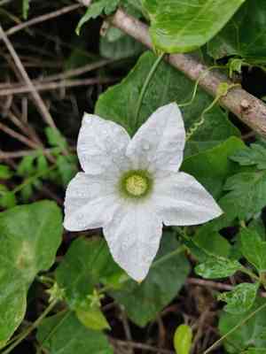 Ivy gourd(Coccinia grandis)