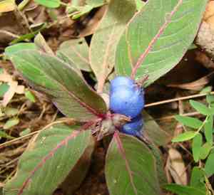 Coccocypselum (Coccocypselum)(Coccocypselum)