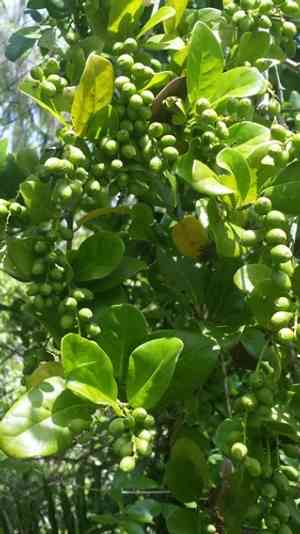 Pigeon plum(Coccoloba diversifolia)
