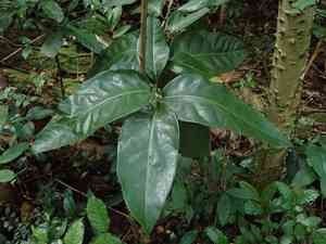Pigeon plum(Coccoloba diversifolia)