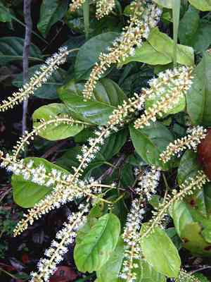 Coccoloba (Coccoloba)(Coccoloba)