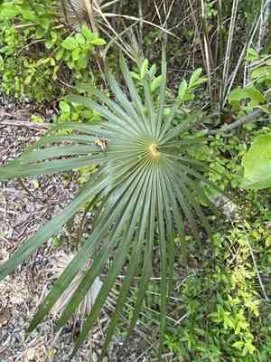 Florida silver palm(Coccothrinax argentata)