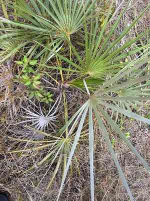 Florida silver palm(Coccothrinax argentata)