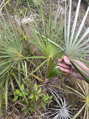 Florida silver palm(Coccothrinax argentata)