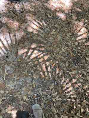 Florida silver palm(Coccothrinax argentata)