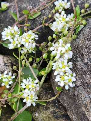 Scurvy-grass(Cochlearia officinalis)