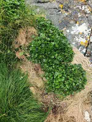 Scurvy-grass(Cochlearia officinalis)