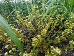 Scurvy-grass(Cochlearia officinalis)