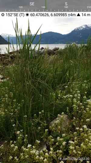 Scurvy-grass(Cochlearia officinalis)