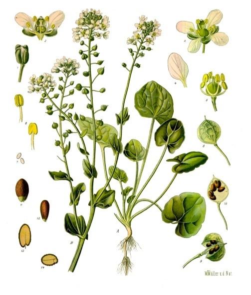 Scurvy-grass (Cochlearia officinalis) Care Guide: Pests, Diseases ...
