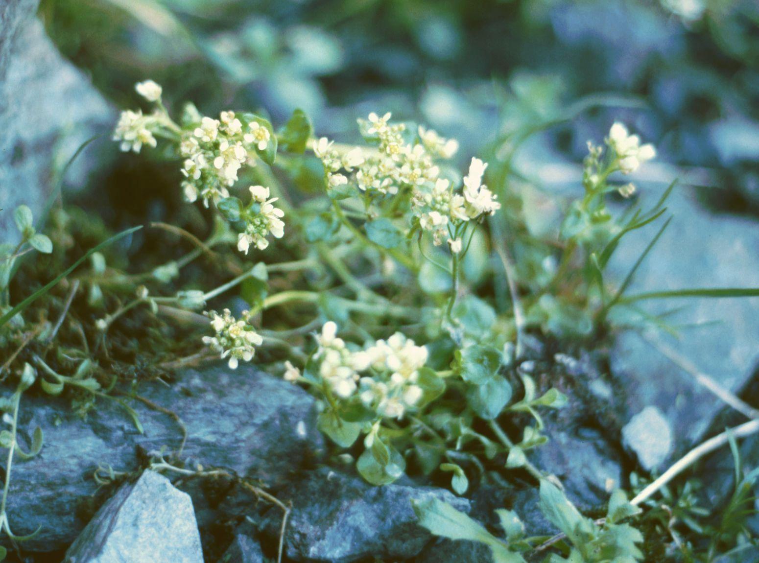 Scurvy-grass (Cochlearia) (Cochlearia) Care Guide: Pests, Diseases ...