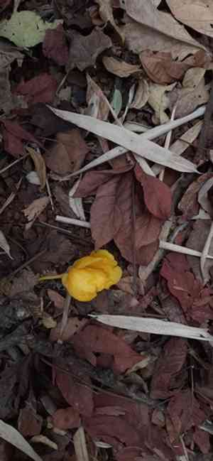 Silk-cotton tree(Cochlospermum religiosum)