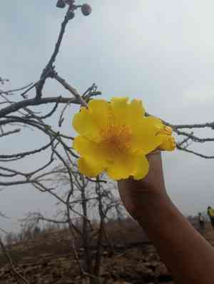 Silk-cotton tree(Cochlospermum religiosum)