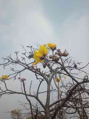 Silk-cotton tree(Cochlospermum religiosum)