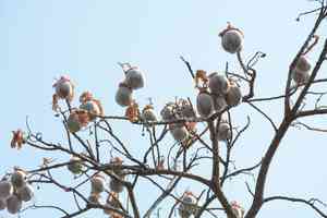 Silk-cotton tree(Cochlospermum religiosum)
